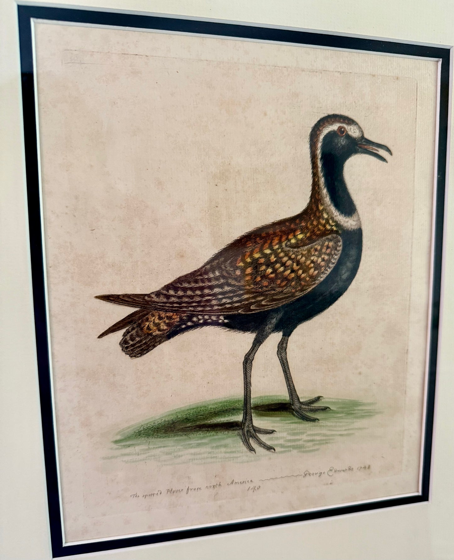 1748 Antique Colored Engraving