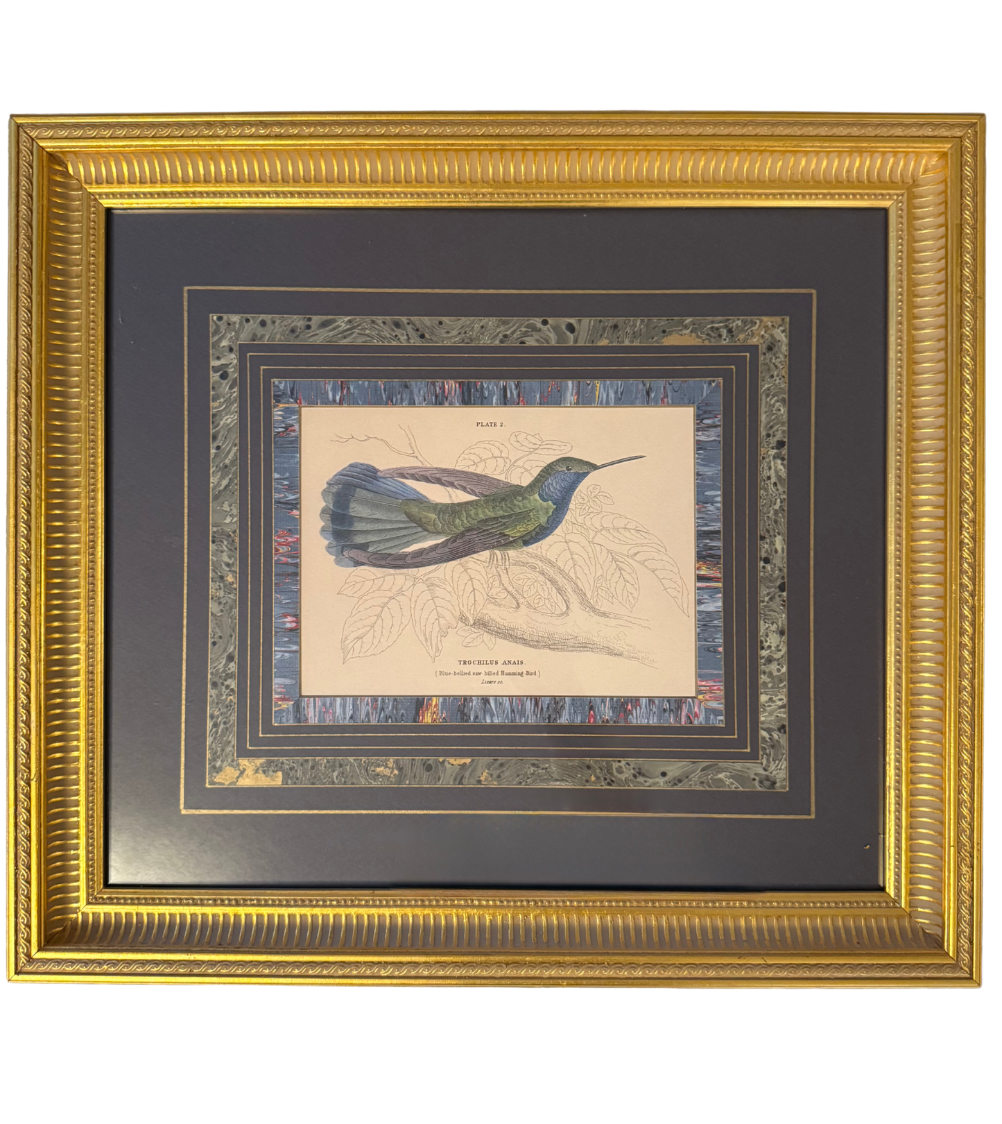 Pair of Framed Hummingbird Book Plate Prints