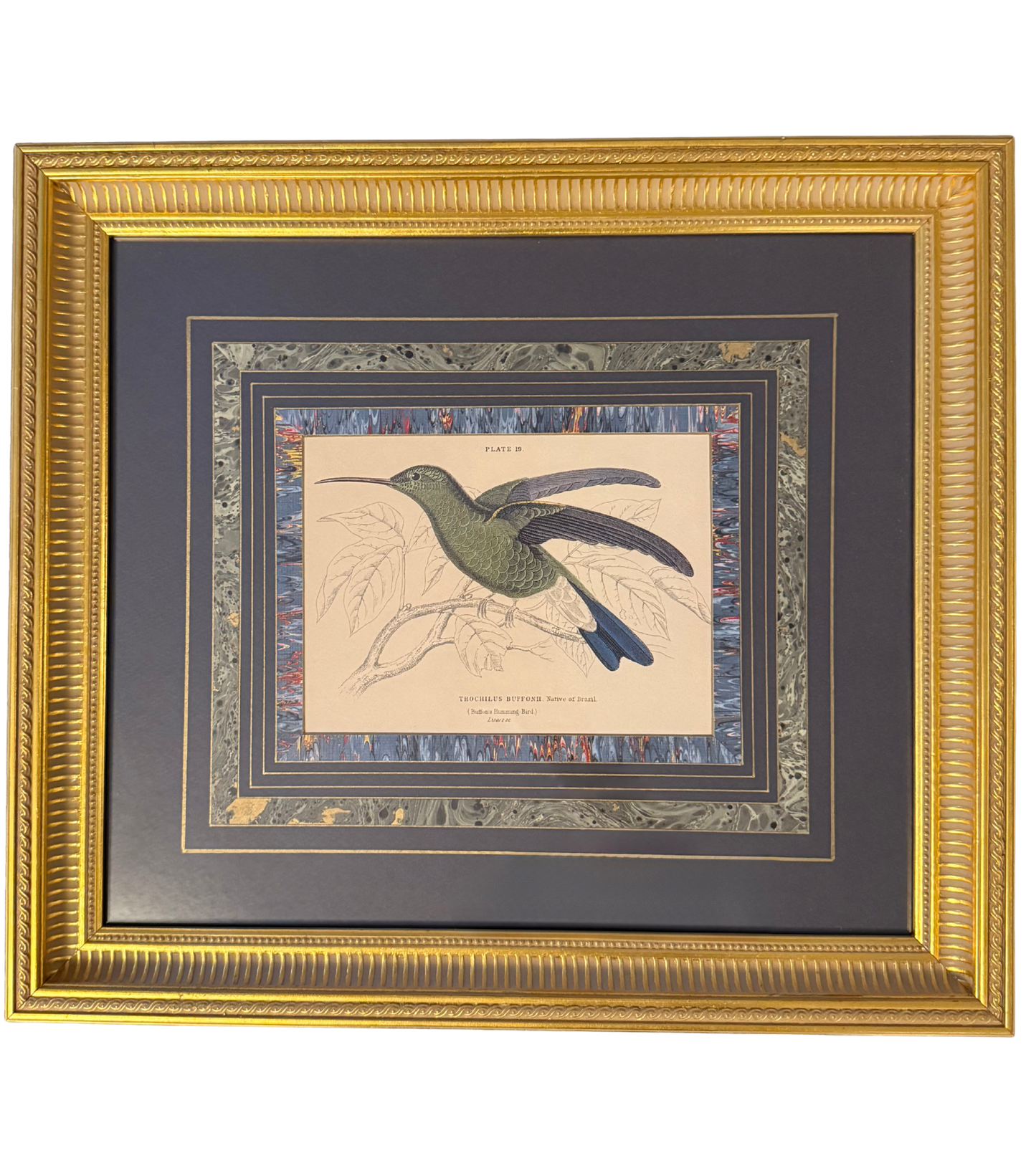 Pair of Framed Hummingbird Book Plate Prints