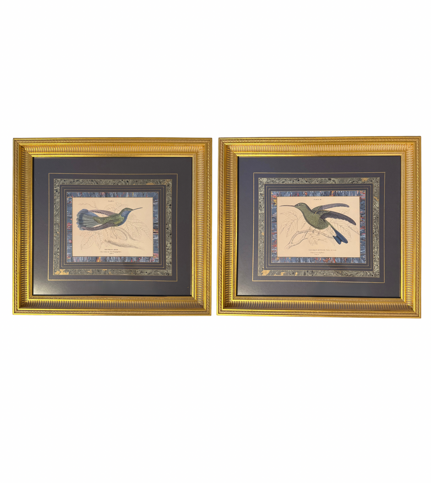 Pair of Framed Hummingbird Book Plate Prints